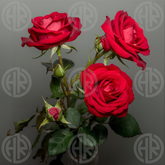 Coral Redrose Liquid Air Freshener (300ml) Sweet & Fresh Scent